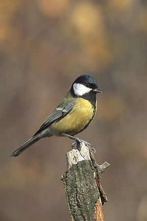 Parus_major_3_(Marek_Szczepanek).jpg