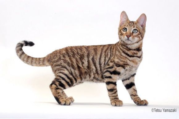toyger.jpg