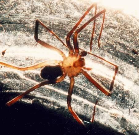 brown recluse.jpg