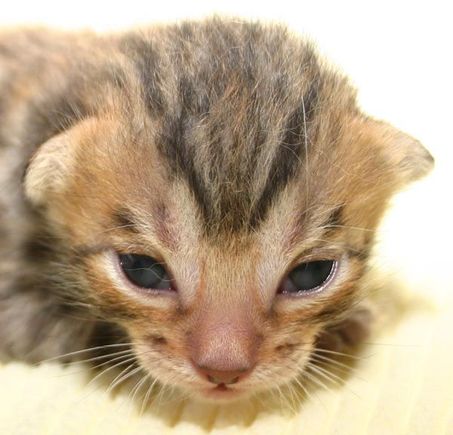 Kitten.jpg