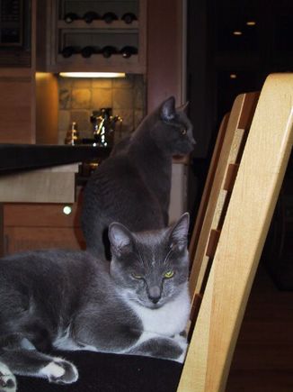 Earl Gray and Gracie (front) ignoring the Richlite counter