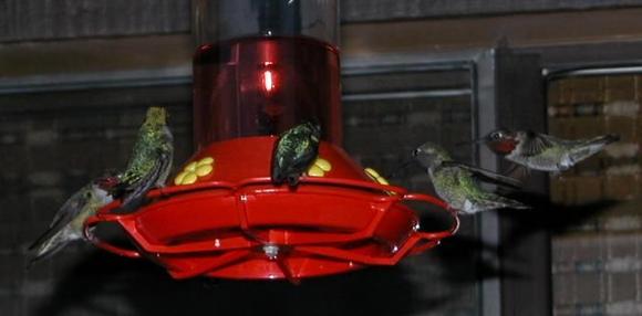 060413 5 hummers 5737.JPG