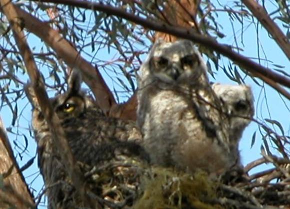 060418 three owls 5834.JPG