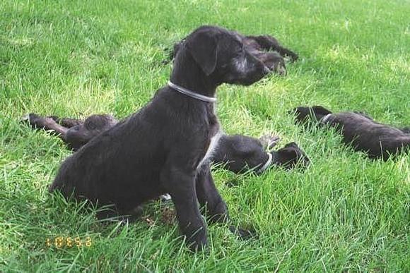Finnegan.1.jpg