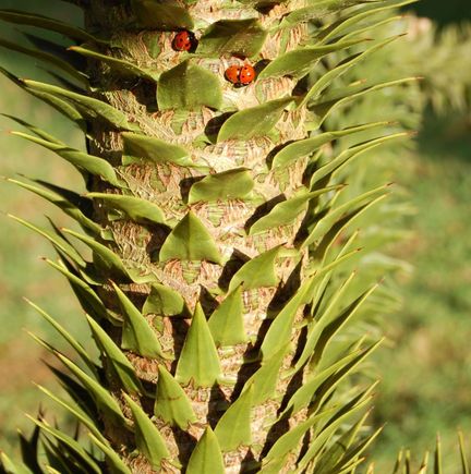 monkey puzzle.jpg