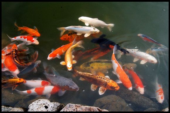 koifeed2.jpg