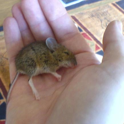 Mindy&#39;s First Mouse