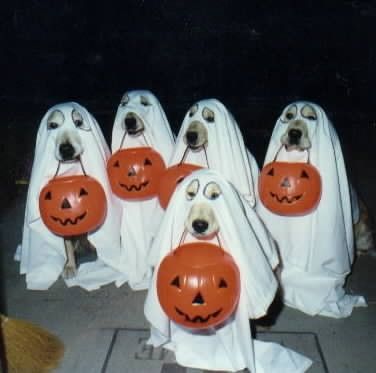 halloweendoggies.jpg