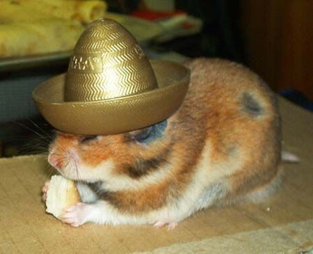 hamster-with-hat.jpg