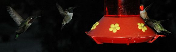 DSC_2944 070426 Four hummers.JPG