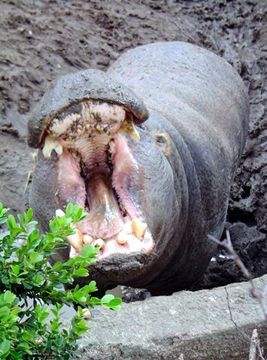 hippo 2.jpg