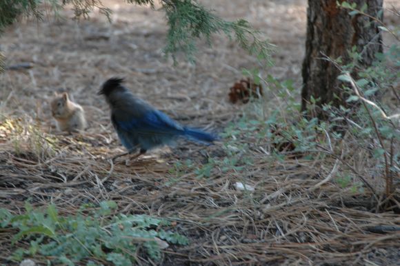 Blue Bird.jpg