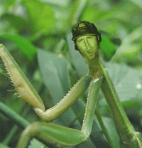 willie-01-ani.gif