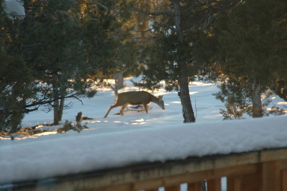 Doe Guest.jpg