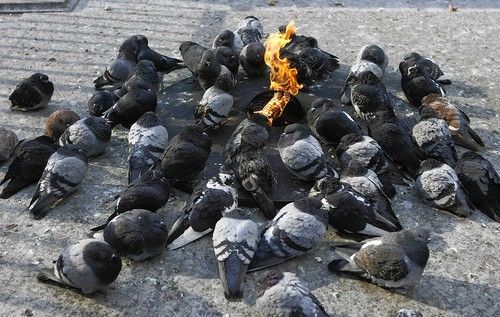 pigeons and flame.jpg