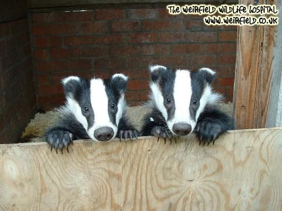 badgers 1024 (Medium).jpg