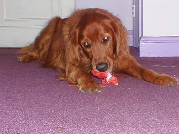 Dogs 8-0004.JPG