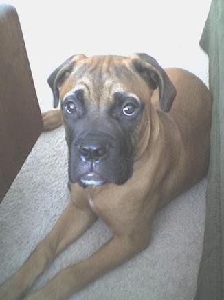 sarge