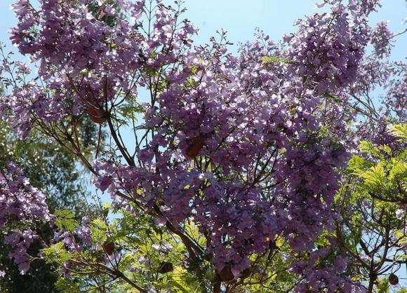 DSC_9276 080531 Jacaranda.JPG
