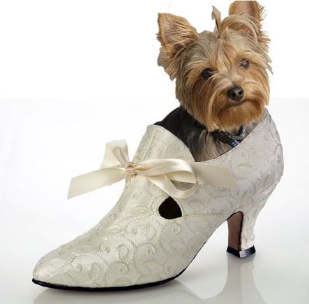 yorkieshoe copy.jpg