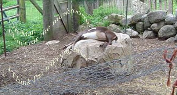 goat_trip.jpg