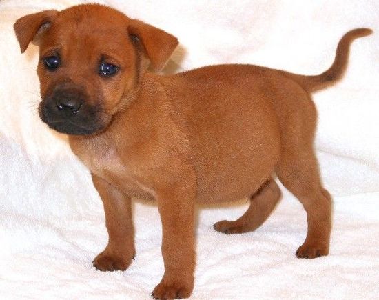 puppy2.jpg
