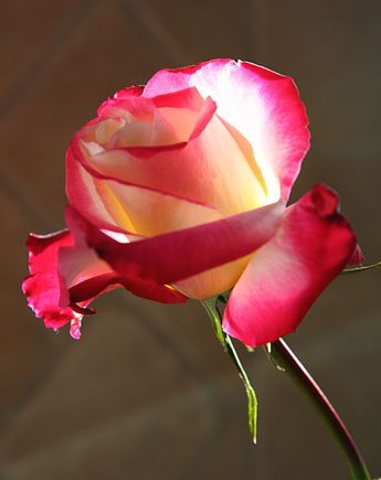 IMG_2386_ROSE_PSD.jpg