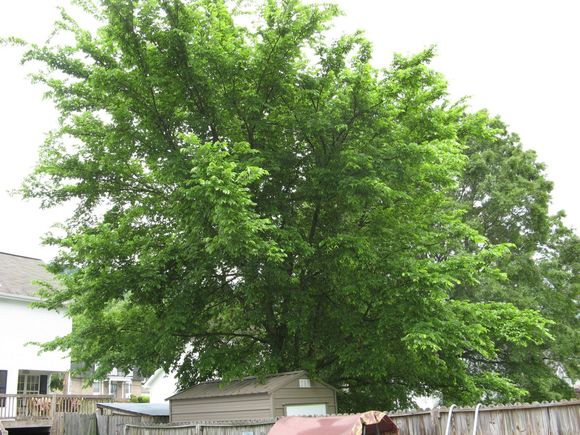 tree5.jpg