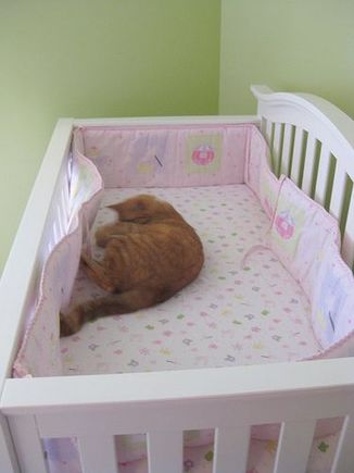 Beemer in crib 4.JPG