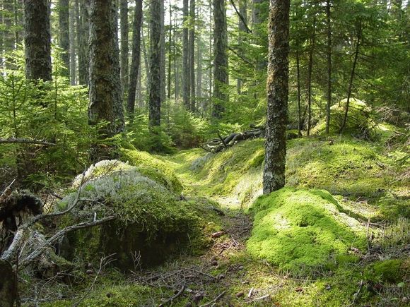 Mossy trail small.JPG