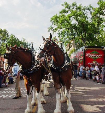 Clydesdale