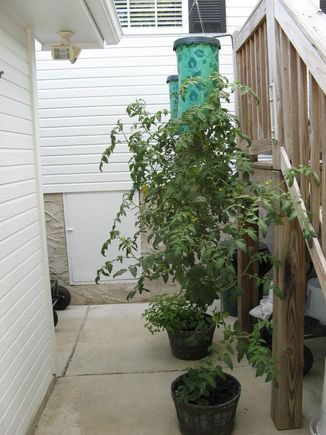 tomato1.jpg
