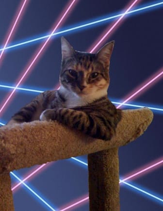 Lazer Cat.jpg