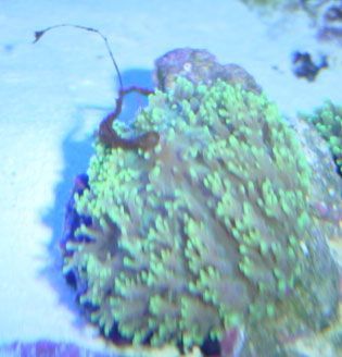 shroom.jpg