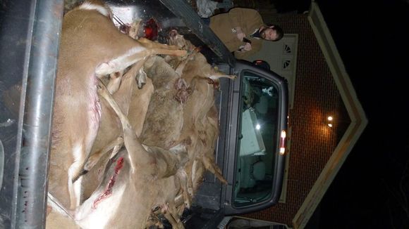 lotsodeaddeer.jpg