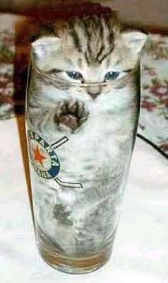 catinaglass.jpg