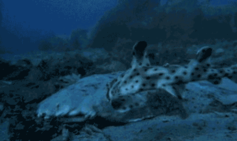 fish eating