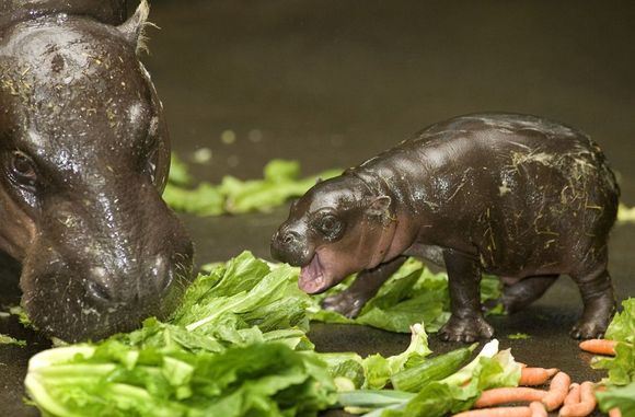 hippo babby