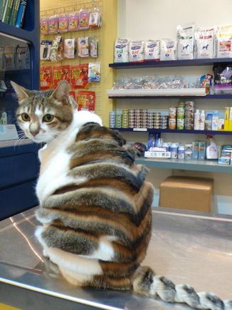 style Cat
