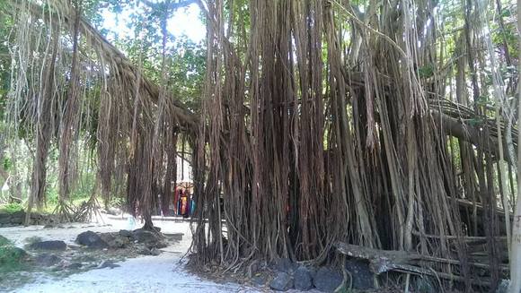 tarzan tree