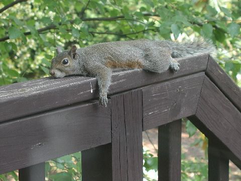 lazy_squirrel.jpg