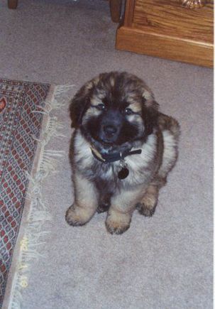leonberger 3