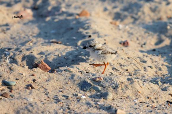 Cropped pip of a plover on the move.