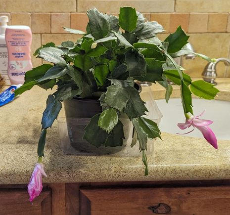 My Christmas/Thanksgiving cactus is just starting to bloom.

