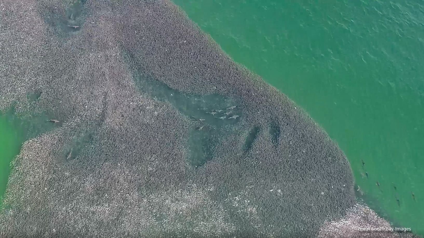 Drone over Shark and Bunker Frenzy off Fire Island The Hull Truth