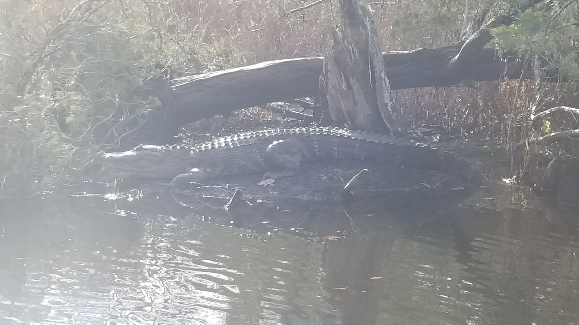 Alligator Hunting 101 - The Hull Truth - Boating and Fishing Forum