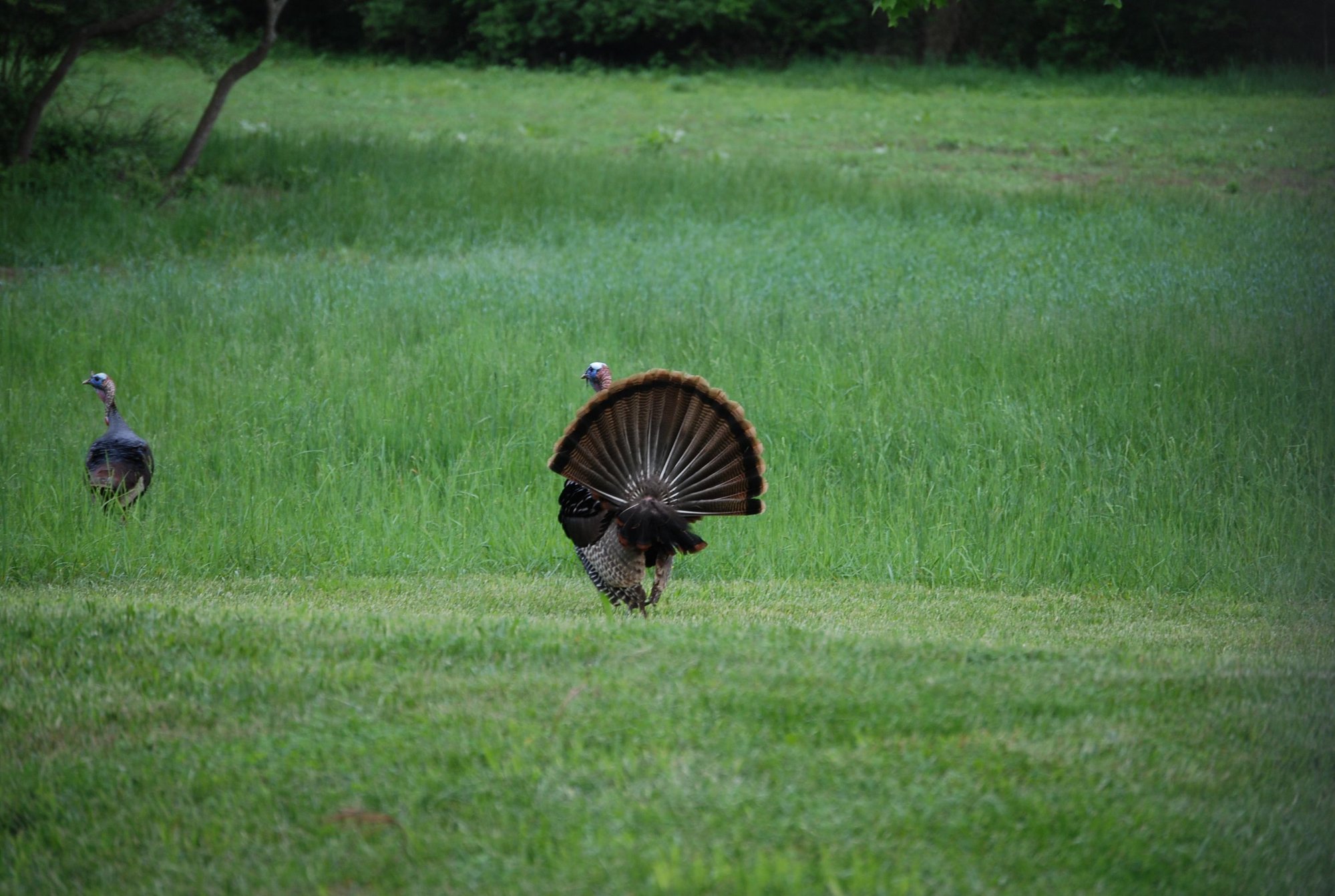 Wildlife pictures - Page 8 - The Hull Truth - Boating and Fishing Forum