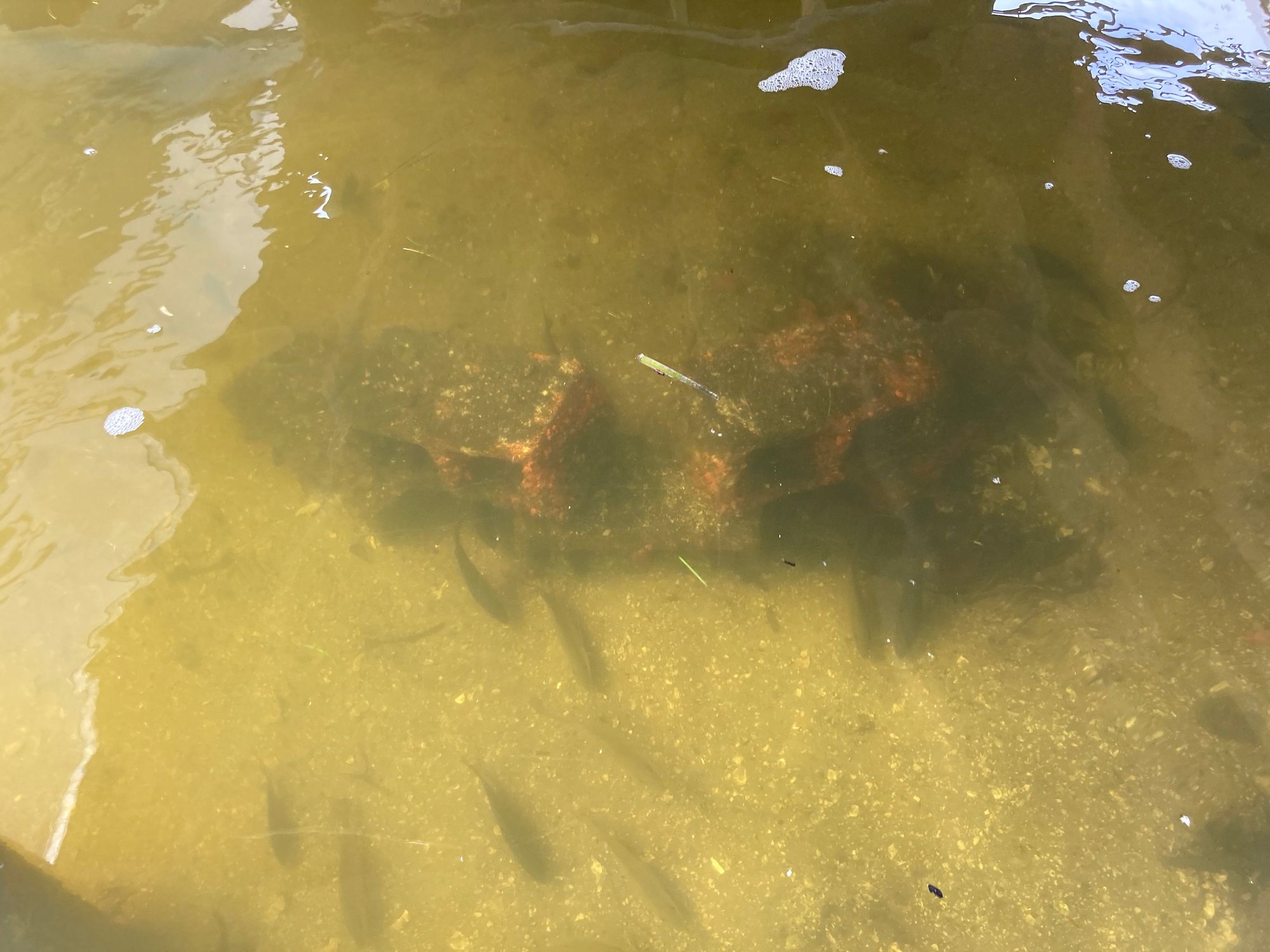 Dock Underwater Camera WiFi The Hull Truth Boating and Fishing Forum