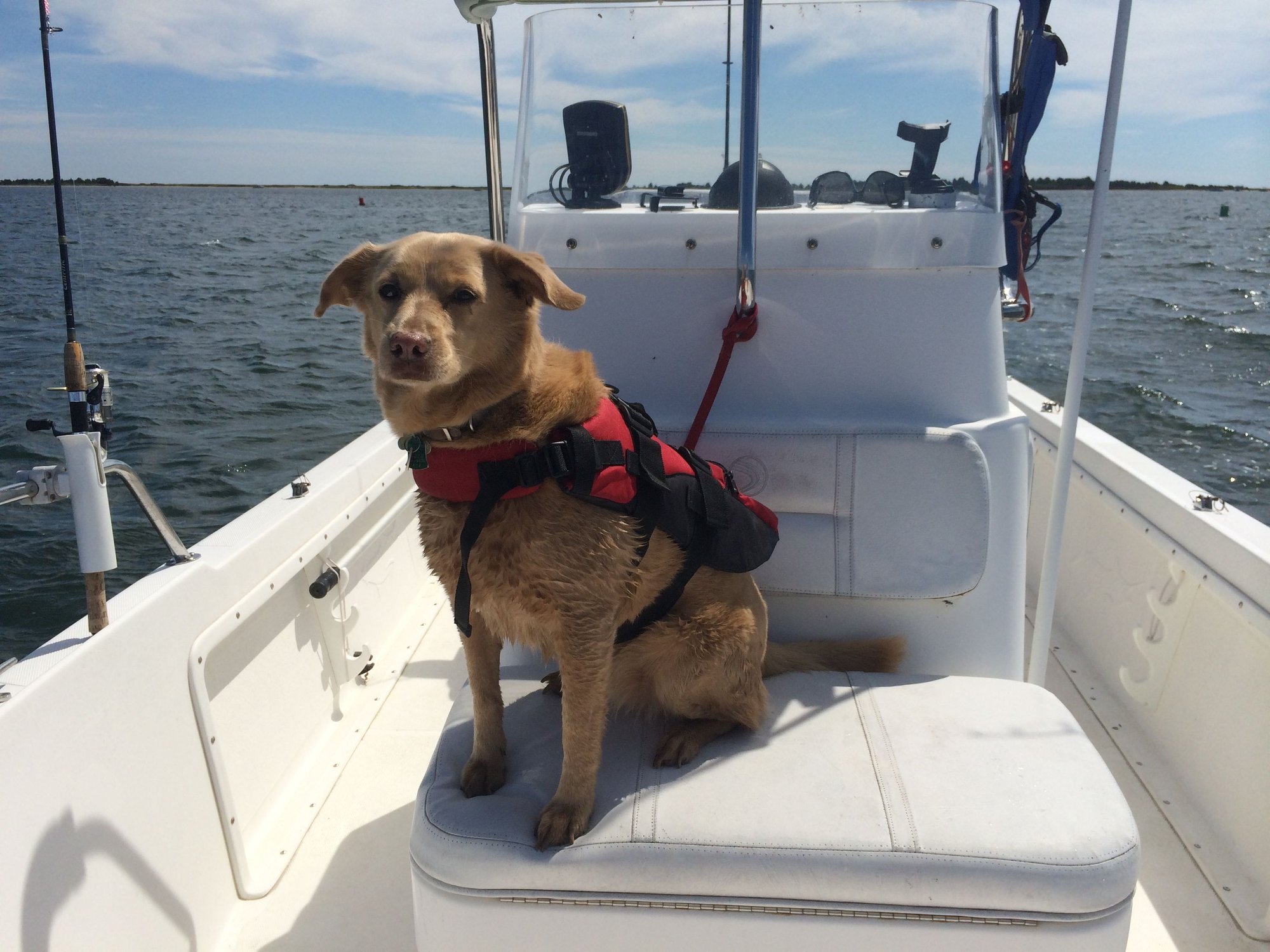 Dogs ON Boats , Lets see some pics !! Page 43 The Hull Truth