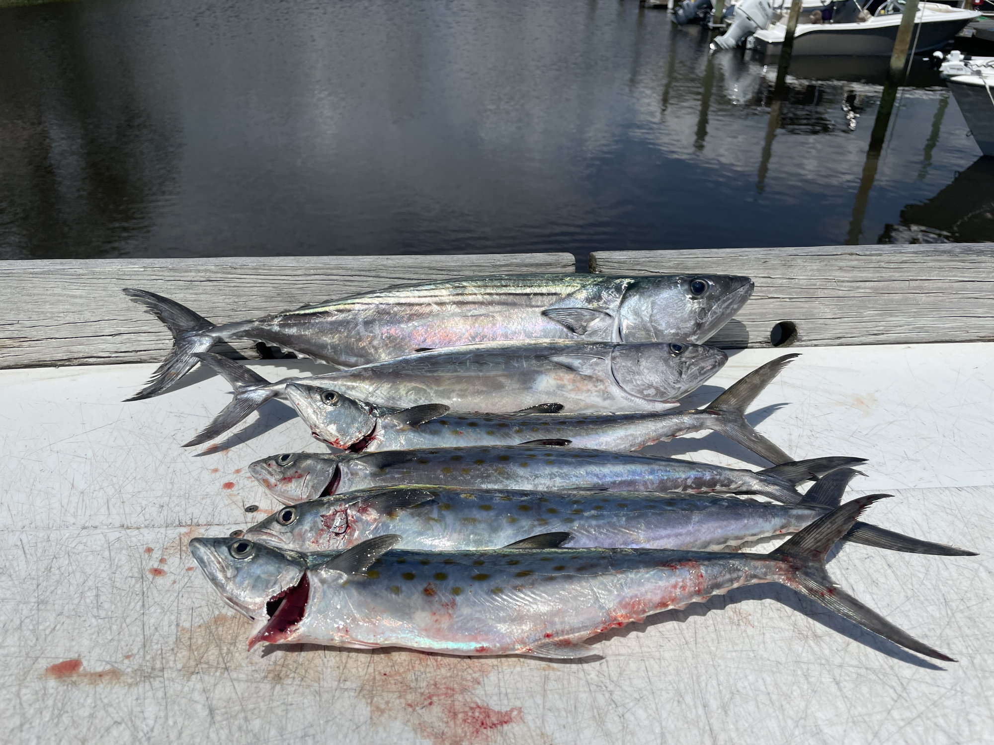 Carolinas - 2023 Bonito and Spanish Mackerel Thread - The Hull Truth -  Boating and Fishing Forum